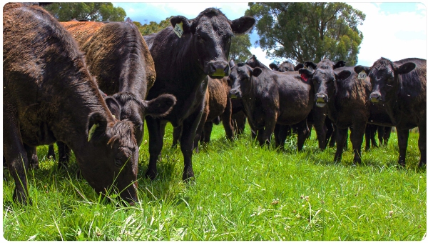 Cattle grazing Quantica tall fescue